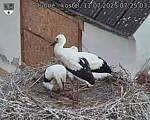 Capi_Dubne_20250711_072503.jpg