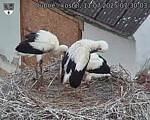 Capi_Dubne_20250711_073003.jpg