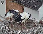 Capi_Dubne_20250711_073503.jpg