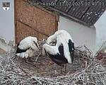 Capi_Dubne_20250711_074003.jpg