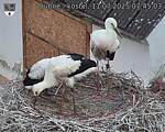 Capi_Dubne_20250711_074503.jpg