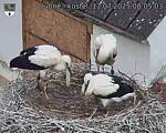 Capi_Dubne_20250711_080503.jpg