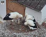 Capi_Dubne_20250711_081003.jpg