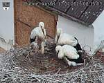 Capi_Dubne_20250711_081503.jpg