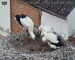 Capi_Dubne_20250711_082503.jpg