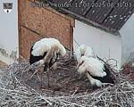 Capi_Dubne_20250711_083003.jpg