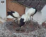 Capi_Dubne_20250711_084503.jpg