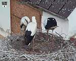 Capi_Dubne_20250711_085003.jpg
