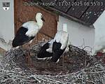 Capi_Dubne_20250711_085503.jpg