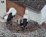 Capi_Dubne_20250711_090003.jpg