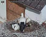 Capi_Dubne_20250711_093002.jpg