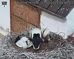 Capi_Dubne_20250711_094003.jpg
