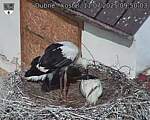 Capi_Dubne_20250711_095003.jpg