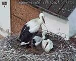 Capi_Dubne_20250711_095503.jpg