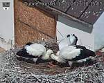 Capi_Dubne_20250711_101503.jpg