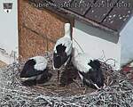Capi_Dubne_20250711_103003.jpg