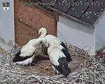Capi_Dubne_20250711_104503.jpg