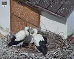 Capi_Dubne_20250711_105003.jpg
