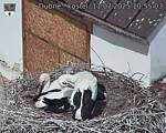 Capi_Dubne_20250711_105503.jpg