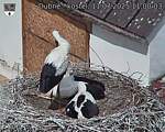 Capi_Dubne_20250711_110003.jpg