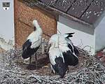 Capi_Dubne_20250711_110503.jpg