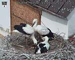 Capi_Dubne_20250711_111003.jpg