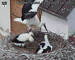 Capi_Dubne_20250711_111503.jpg