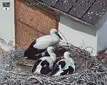 Capi_Dubne_20250711_112003.jpg