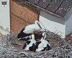 Capi_Dubne_20250711_112503.jpg