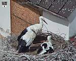 Capi_Dubne_20250711_113003.jpg