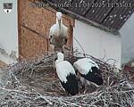 Capi_Dubne_20250711_115503.jpg