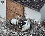 Capi_Dubne_20250711_120003.jpg