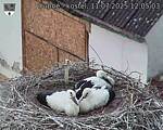 Capi_Dubne_20250711_120503.jpg