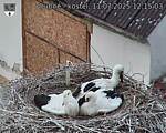 Capi_Dubne_20250711_121503.jpg