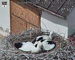 Capi_Dubne_20250711_122002.jpg