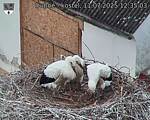 Capi_Dubne_20250711_123503.jpg