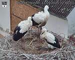 Capi_Dubne_20250711_124003.jpg