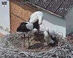 Capi_Dubne_20250711_130003.jpg
