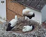 Capi_Dubne_20250711_130503.jpg