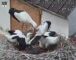 Capi_Dubne_20250711_131002.jpg
