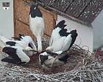 Capi_Dubne_20250711_131502.jpg