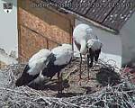 Capi_Dubne_20250711_135003.jpg