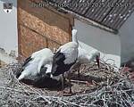 Capi_Dubne_20250711_135503.jpg