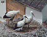 Capi_Dubne_20250711_140003.jpg