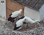 Capi_Dubne_20250711_141003.jpg