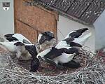 Capi_Dubne_20250711_141503.jpg
