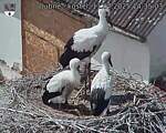 Capi_Dubne_20250711_143503.jpg
