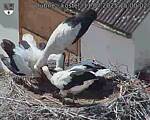 Capi_Dubne_20250711_150002.jpg