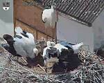 Capi_Dubne_20250711_150503.jpg