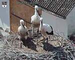 Capi_Dubne_20250711_152002.jpg